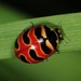 Three-banded Lady Beetle - Photo (c) Jason M Crockwell, some rights reserved (CC BY-NC-ND), uploaded by Jason M Crockwell