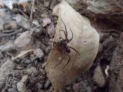 Xeropigo camilae