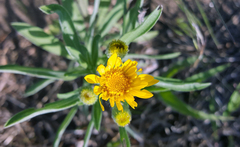 Heterotheca camporum