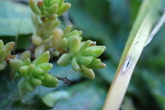 Crassula moschata
