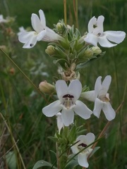 Penstemon albidus