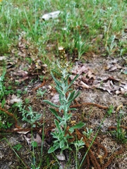 Gamochaeta calviceps