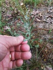 Gamochaeta calviceps