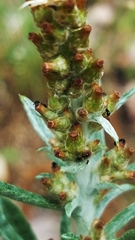 Gamochaeta calviceps