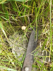 Fungi