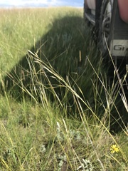 Hesperostipa curtiseta