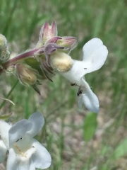 Penstemon albidus