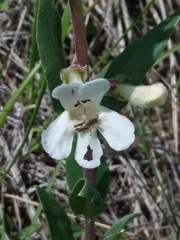 Penstemon albidus