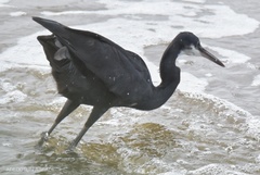 Egretta gularis