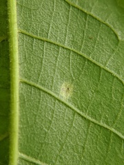 Caryomyia viscidolium