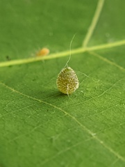 Caryomyia viscidolium