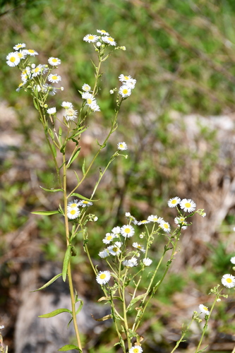 hviezdnik ročný (Erigeron annuus)