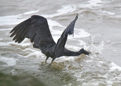 Egretta gularis