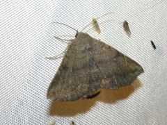 Lesmone detrahens