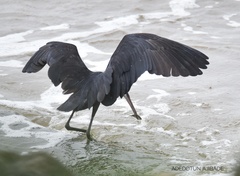 Egretta gularis