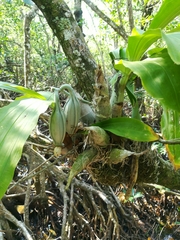 Catasetinae