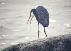Egretta gularis
