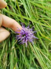 Phyteuma scheuchzeri