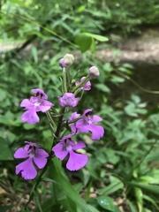 Platanthera peramoena