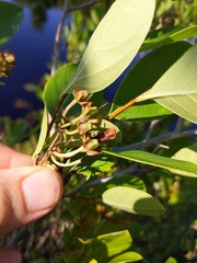 Lyonia mariana
