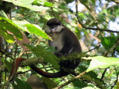 Cercopithecus ascanius schmidti