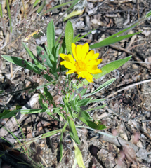 Heterotheca camporum