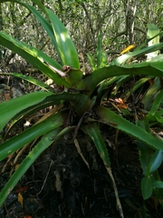 Aechmea bracteata