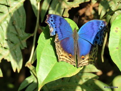 Protogoniomorpha temora