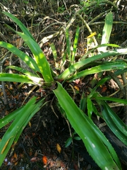 Aechmea bracteata