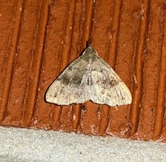 Phalaenostola metonalis