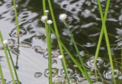 Eriocaulon aquaticum