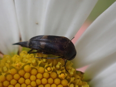 Variimorda villosa