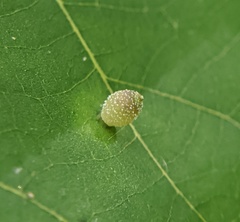 Caryomyia viscidolium