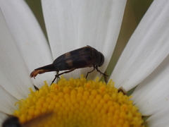 Variimorda villosa