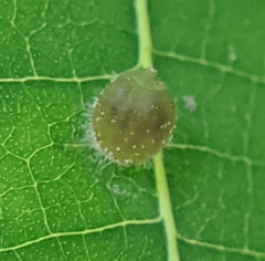 Caryomyia viscidolium