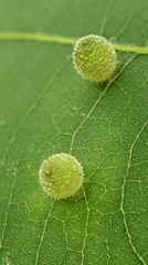 Caryomyia viscidolium