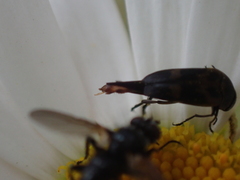 Variimorda villosa