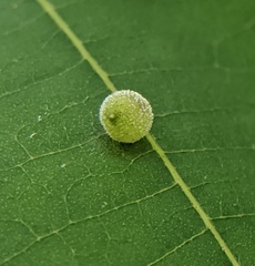 Caryomyia viscidolium