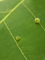 Caryomyia viscidolium
