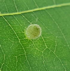 Caryomyia viscidolium