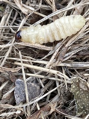 Eichlinia cucurbitae