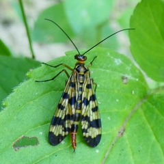 Panorpa meridionalis