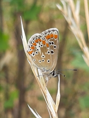 Aricia agestis