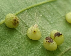Caryomyia caryae