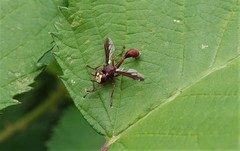 Physocephala burgessi