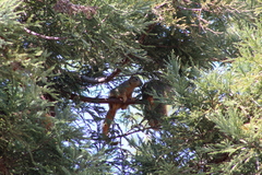 Sciurus niger