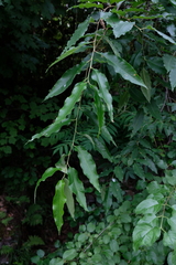 Prunus