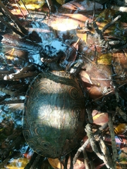 Trachemys venusta venusta