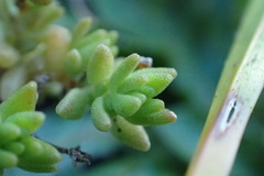 Crassula moschata