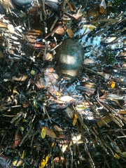 Trachemys venusta venusta